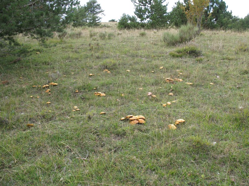 autres champignons : ça doit être des bolets des pins : faible comestible voir insipide.
Là c'est au bout de la traversée après le Col de Peyssier, j'arrive dans "l'alpage", et j'ai loupé le sentier d'environ 100m