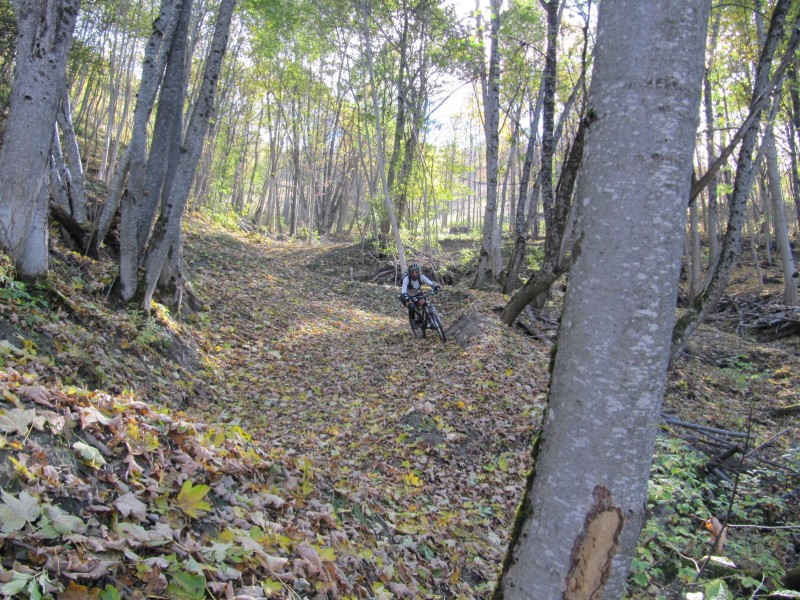 en sous bois : tapis de feuilles...hummm!