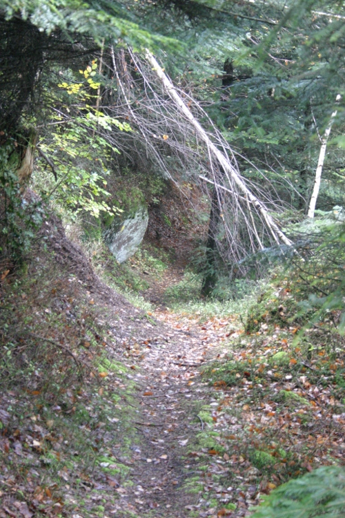 Single 1 : Après l'effort, la descente vers la maison forestière. Single sympa en sous bois entre sapin, fougère et bruyères