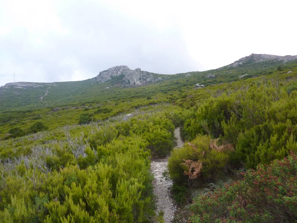 #18 Sentier Corse : le sentier entre Bocca di San Leonardo et Pietra Ellerata est de toute beauté, mais attention aux épines car il est vraiment étroit par moments ! Sentier Corse : le sentier entre Bocca di San Leonardo et Pietra Ellerata est de toute beauté, mais attention aux épines car il est vraiment étroit par moments !