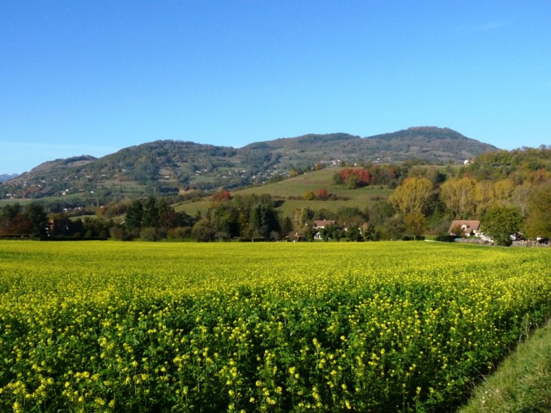 #4 Les 4 Seigneurs : je ne sais pas de quelle plantation il s Les 4 Seigneurs : je ne sais pas de quelle plantation il s'agit mais cela fait de belles couleurs.