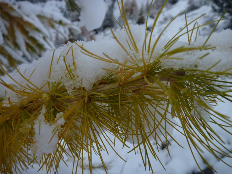 #12 Mélèze : refroidit avec les premières neiges! Mélèze : refroidit avec les premières neiges!