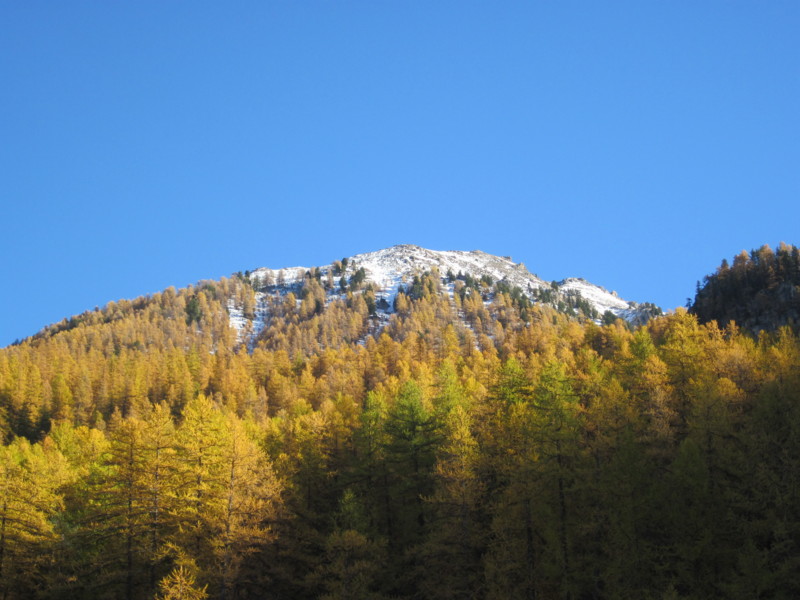#6 Mélézin : Grand Bois du Villard Mélézin : Grand Bois du Villard