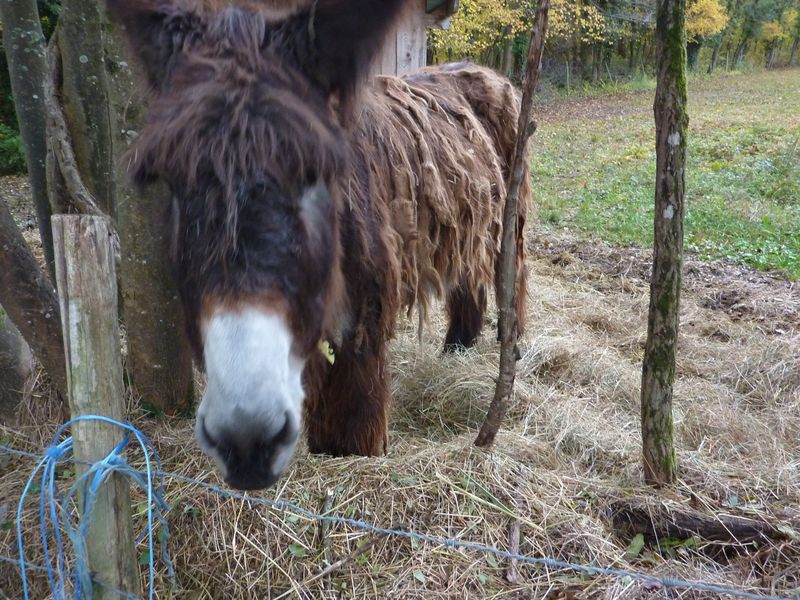 #1 Mon pote rasta ! : Pourquoi il vient toujours me voir à chaque fois que je passe là ?? ;-) Mon pote rasta ! : Pourquoi il vient toujours me voir à chaque fois que je passe là ?? ;-)