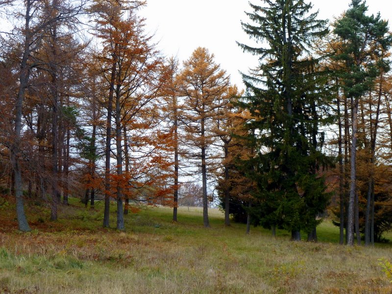 #2 Mélèzes : Quelques mélèzes perdus dans les brumes du N Mélèzes : Quelques mélèzes perdus dans les brumes du N