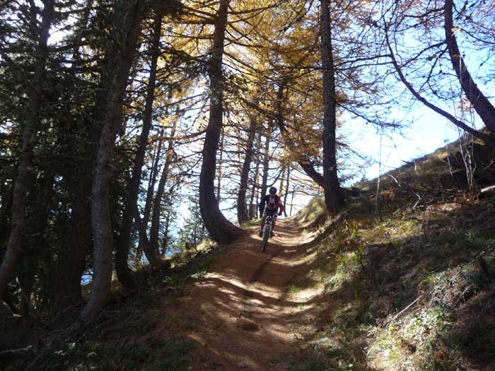 #5 Forêt d Forêt d'ombres : Forêt au jeux d'ombres
