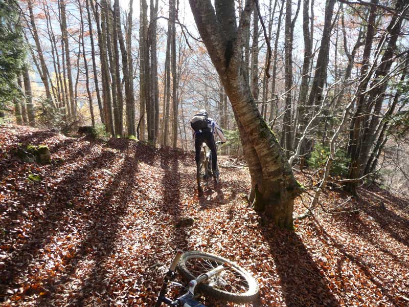 #4 Forêt d Forêt d'ombre : Plongée en forêt