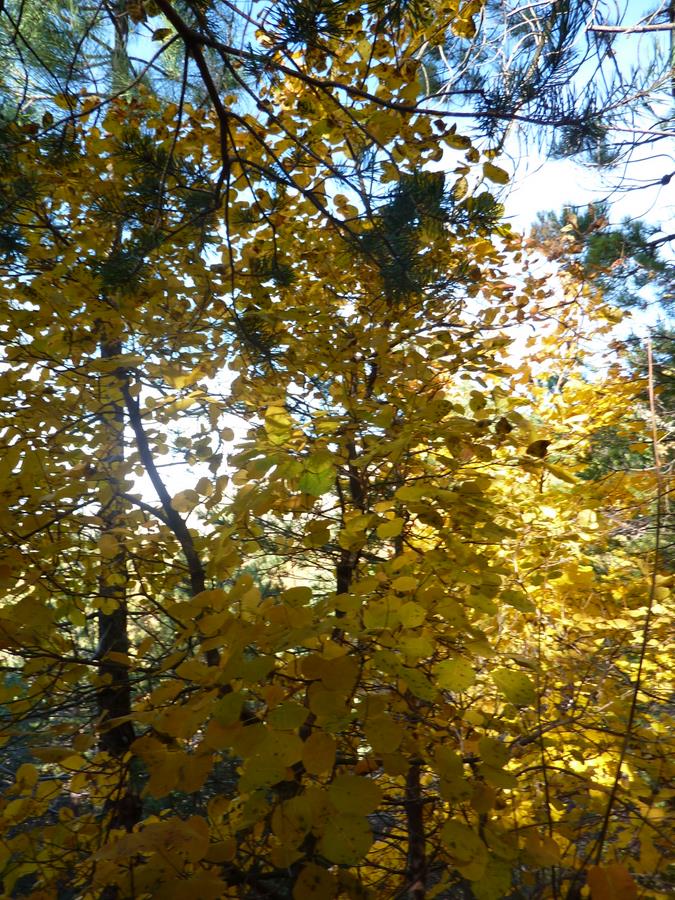 #3 Automne : Couleurs de saison Automne : Couleurs de saison