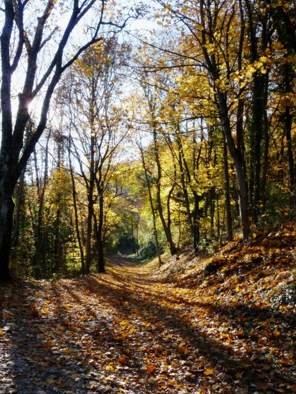#7 L L'automne : belle ambiance.