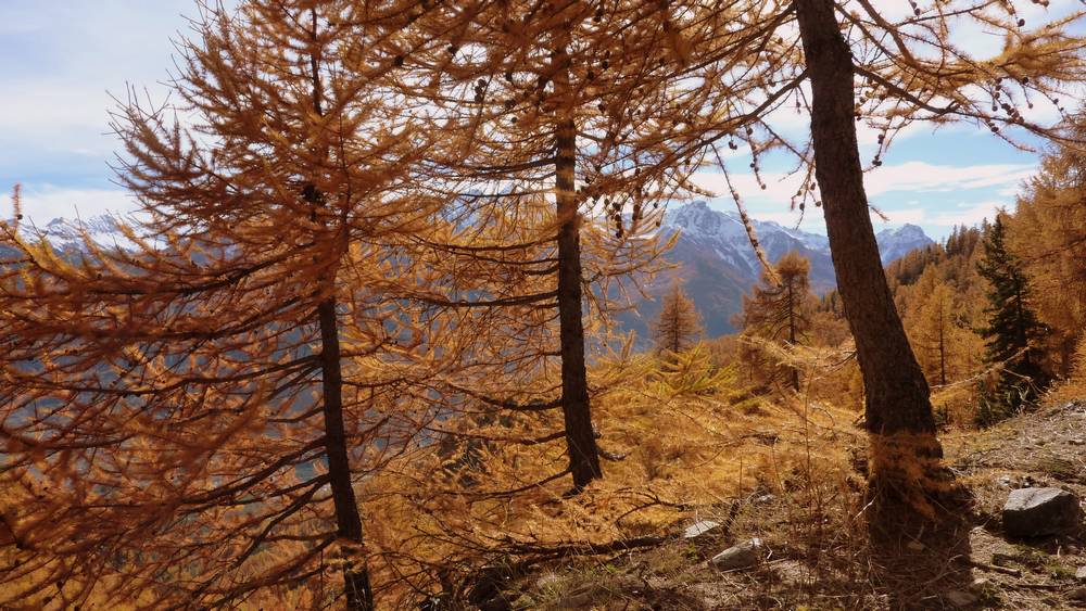 Automne biançonnais : on ne se lasse pas de ces couleurs...