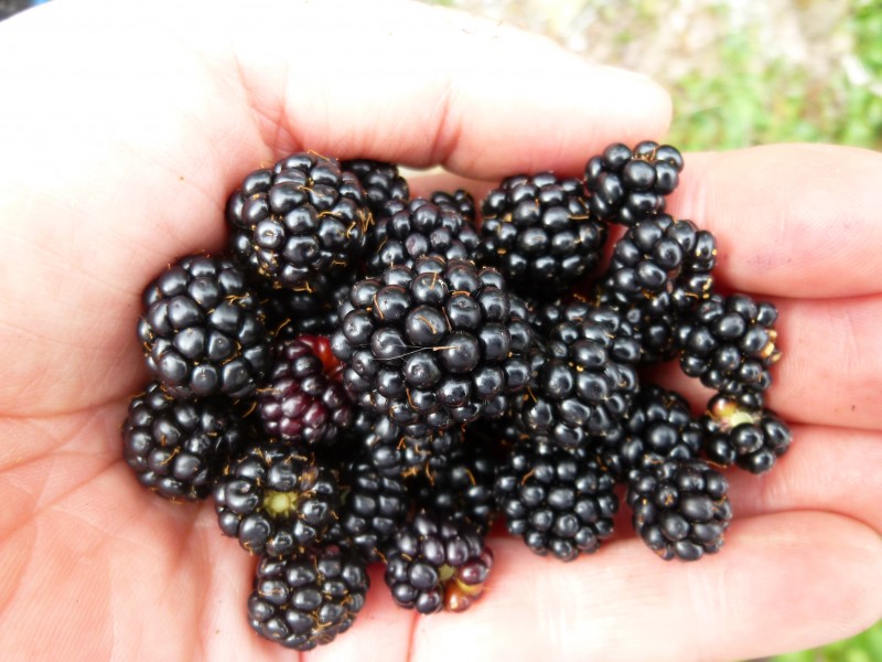 #13 Vitamines bienvenues : Offrande de la Madonne Vitamines bienvenues : Offrande de la Madonne