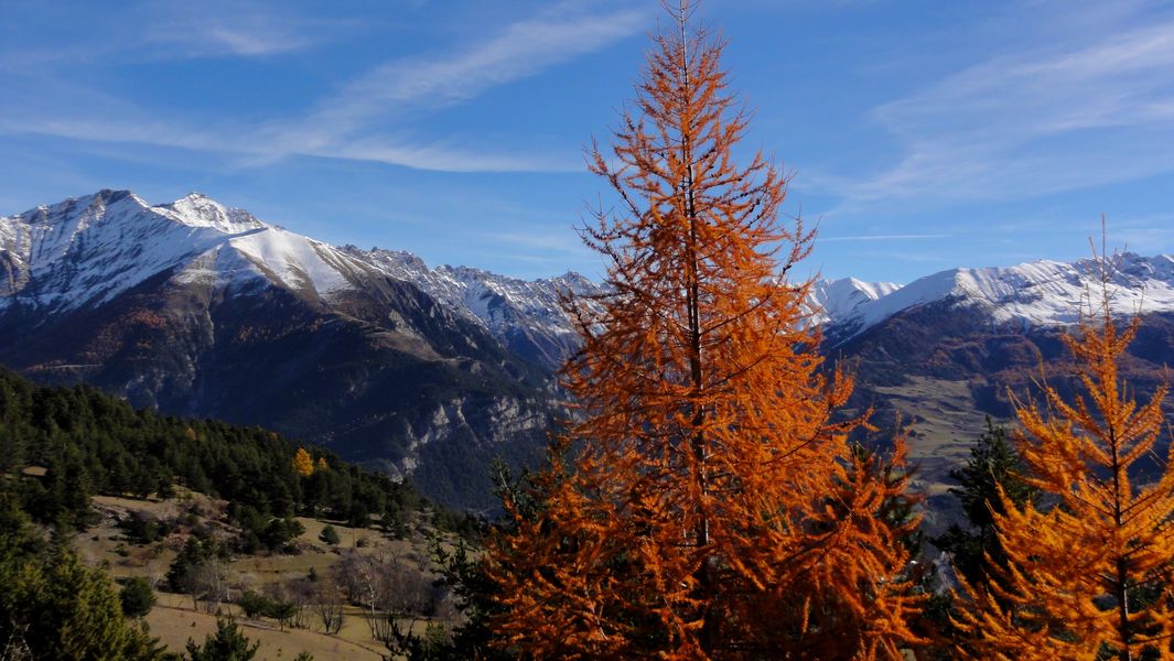 Mélèze en Feu !!! : et Tête de Siguret (3032m) en arrière plan.