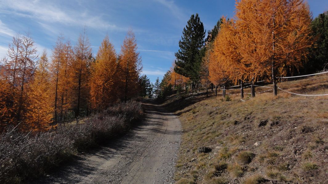 Montée tranquille : Les premiers mélèzes flamboyants apparaissent !