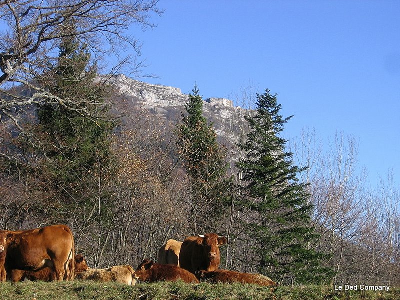 Tarines : Vaches sur fond de Fort de St Eynard