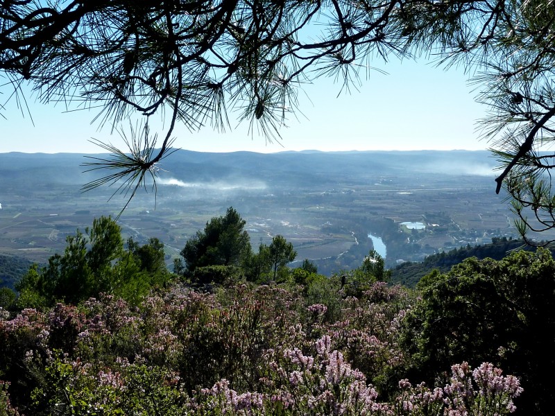 Bruyères en fleur : au dessus de la basse vallée de l'Hérault