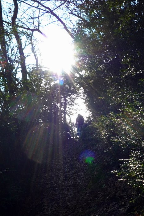 Lumière : La lumière réserve des surprises dans les bois.