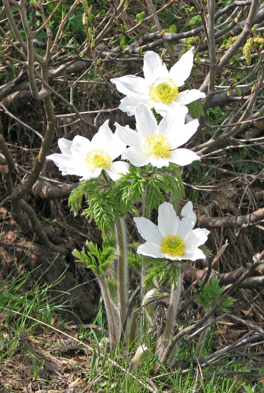 #69 Strada dei cannoni : Pulsatilla montana Strada dei cannoni : Pulsatilla montana