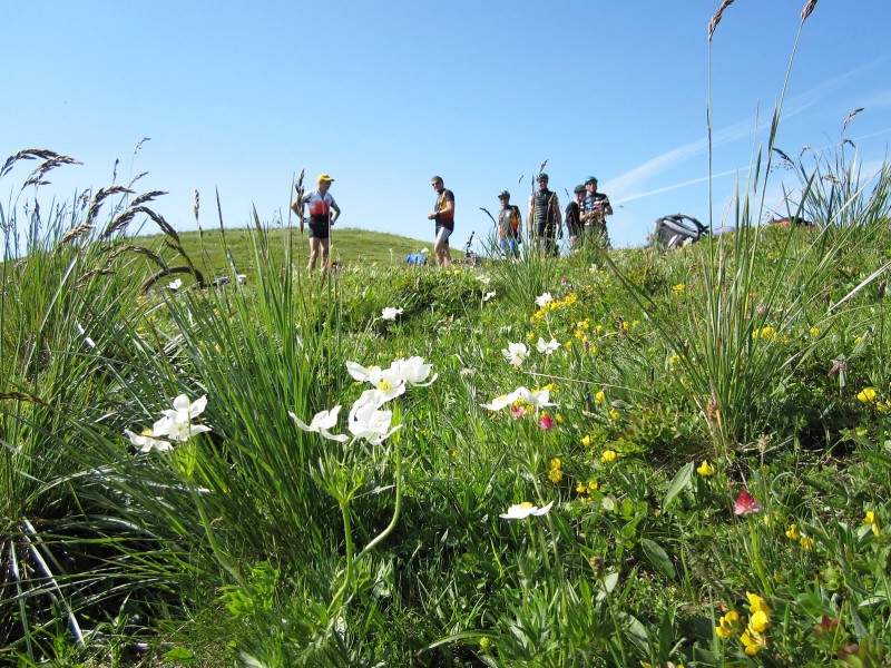 Punta Colour : Champignons au milieu des fleurs