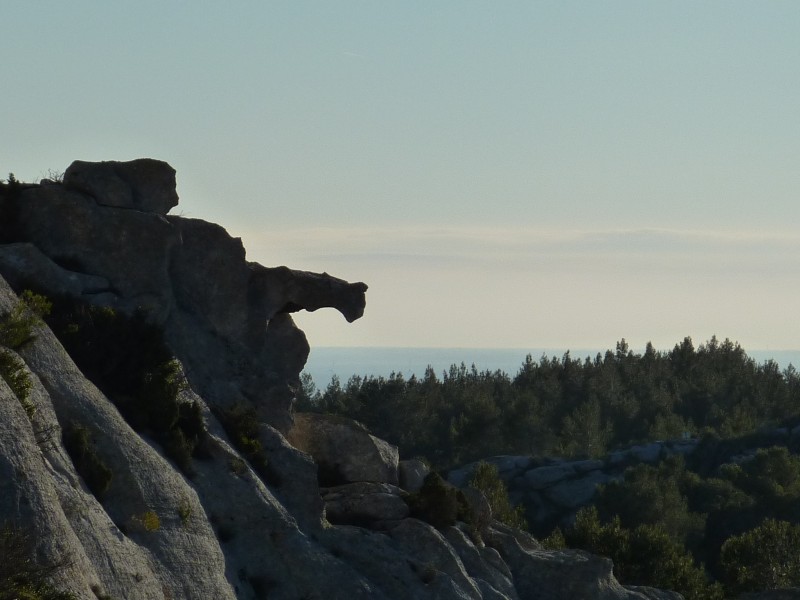 #6 Le Puma des Alpilles : Il surveille le Val d Le Puma des Alpilles : Il surveille le Val d'Enfer