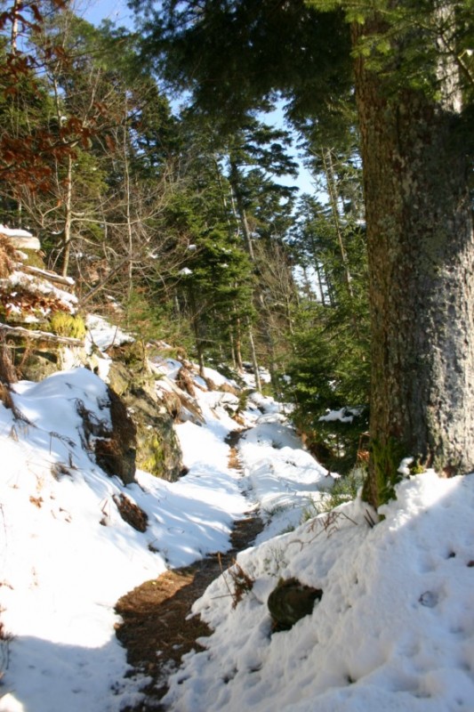 #6 Sentier1 : Trop top ce sentier Sentier1 : Trop top ce sentier