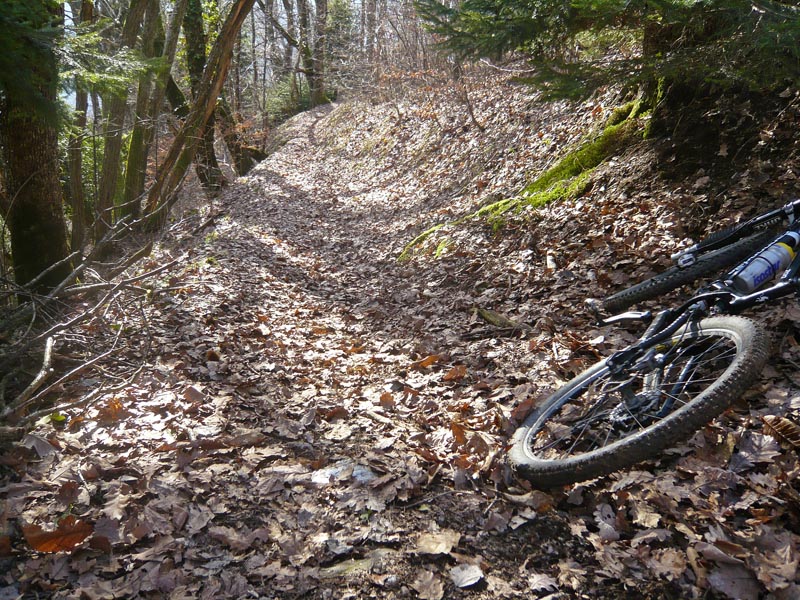 #2 Sentier de descente : Dans les bois entre le Mont et le Bettex Sentier de descente : Dans les bois entre le Mont et le Bettex