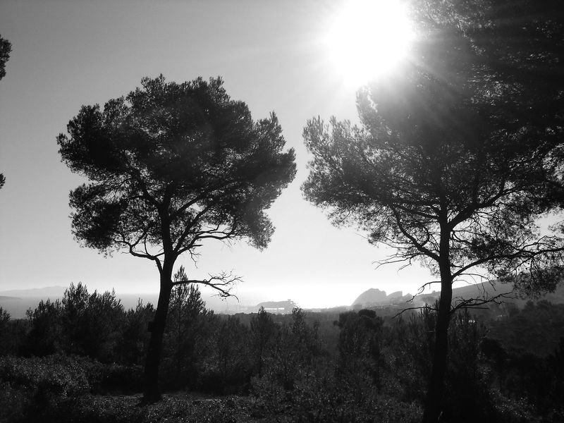 #1 La Ciotat : Les chantiers navals, entre 2 arbres rescapés de l La Ciotat : Les chantiers navals, entre 2 arbres rescapés de l'incendie de 2010