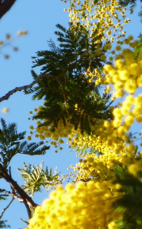 #20 Mimosa : Fin janvier, ils commencent déjà à fleurir Mimosa : Fin janvier, ils commencent déjà à fleurir