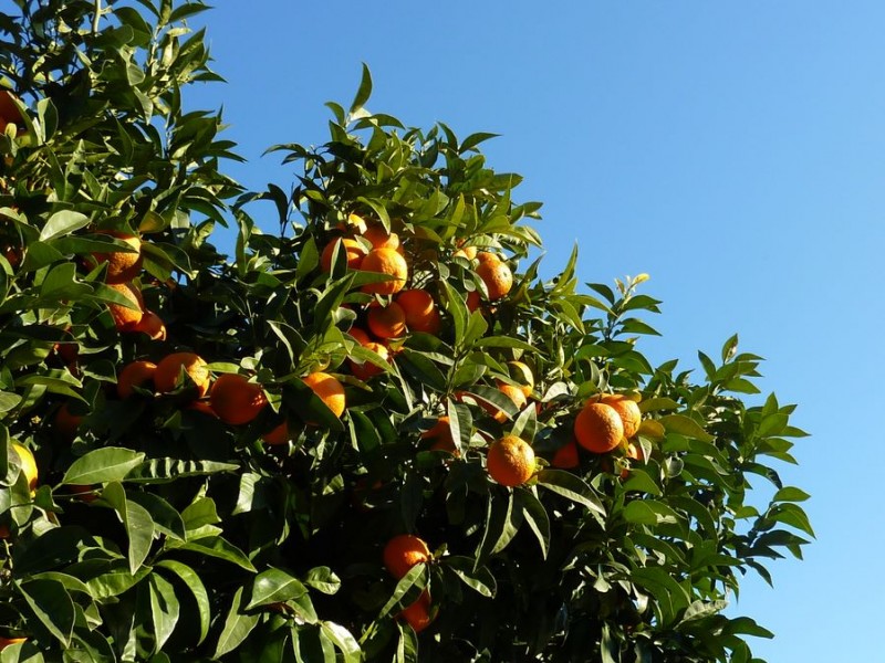#21 Orangers : Belles couleurs Orangers : Belles couleurs
