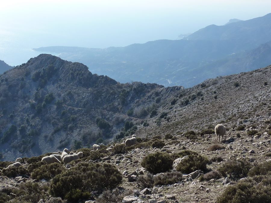 #7 Ovins sous le sommet : Au cours de la descente Ovins sous le sommet : Au cours de la descente