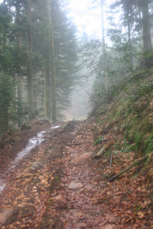 Chemin : Remonté vers la Roche mère Henry...à partir le là la galère commence...plus de photos !