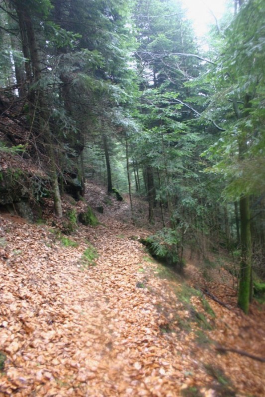 Feuilles : Tapis de feuilles