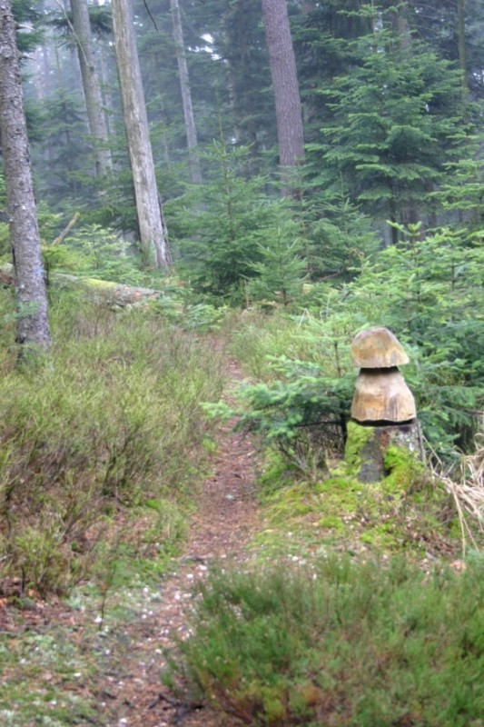 #2 Champigon : Trop bien ce sentier...on y trouve même des cépes en hiver ! Champigon : Trop bien ce sentier...on y trouve même des cépes en hiver !