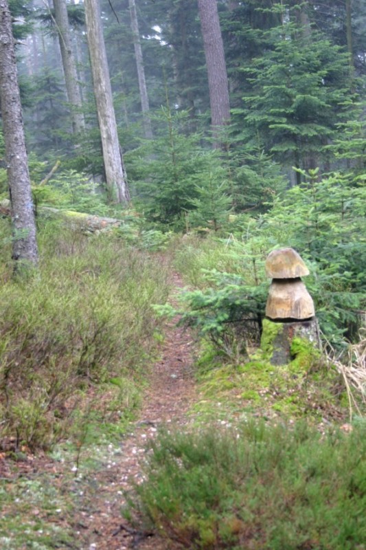 Champigon : Trop bien ce sentier...on y trouve même des cépes en hiver !