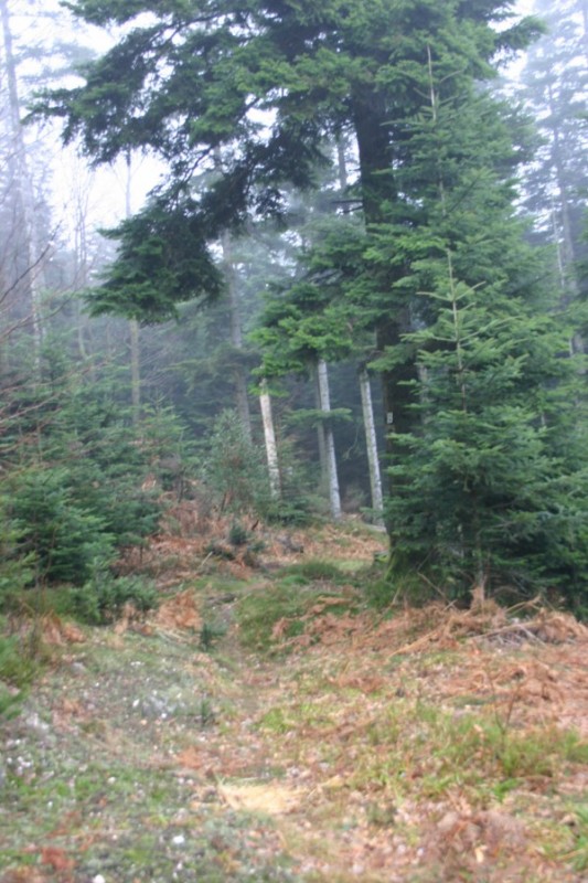 Single : Départ du sentier Haut port->Scierie Coichot