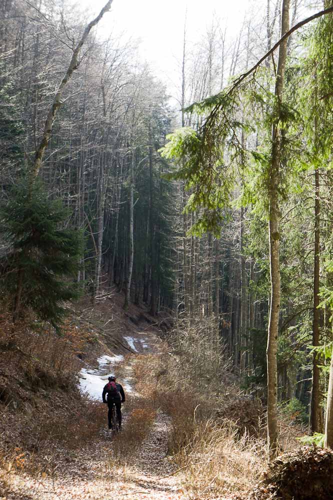 #11 vieille pistes de débardage : ca va où? vieille pistes de débardage : ca va où?