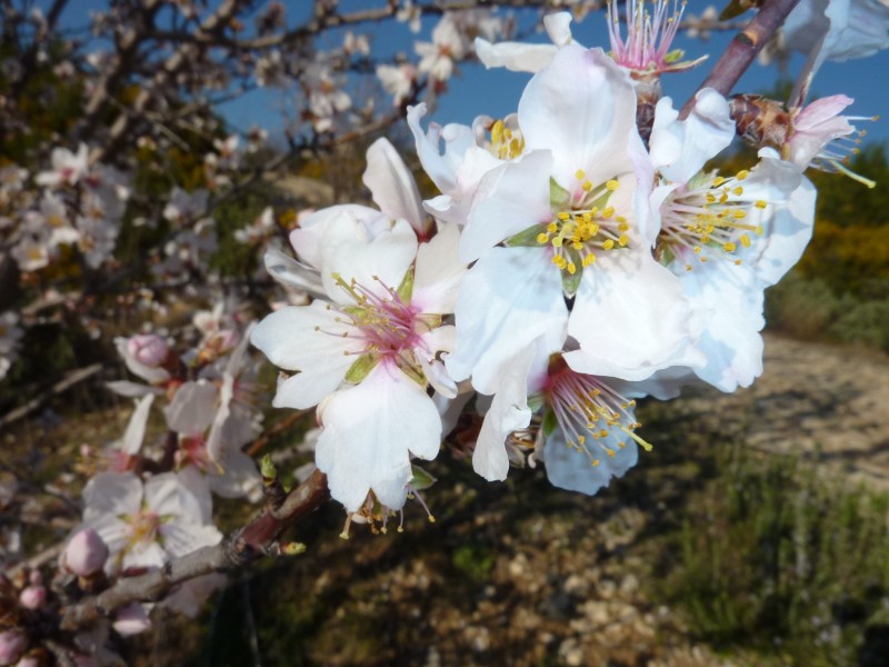#5 Fleurs d Fleurs d'amandier : Et en plus, ça sent bon