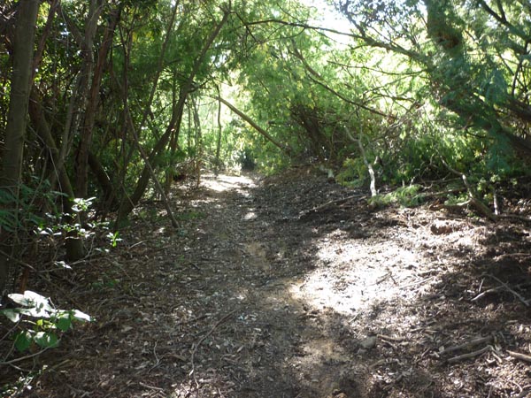 #1 Sentier de la Verrerie : Joli sous-bois pour commencer... Sentier de la Verrerie : Joli sous-bois pour commencer...