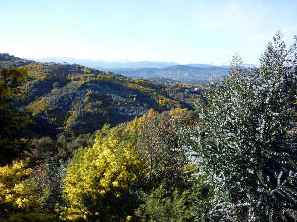 #4 Mimosas et préalpes de Grasse : Une pensée pour ceux qui bossent aujourd Mimosas et préalpes de Grasse : Une pensée pour ceux qui bossent aujourd'hui.