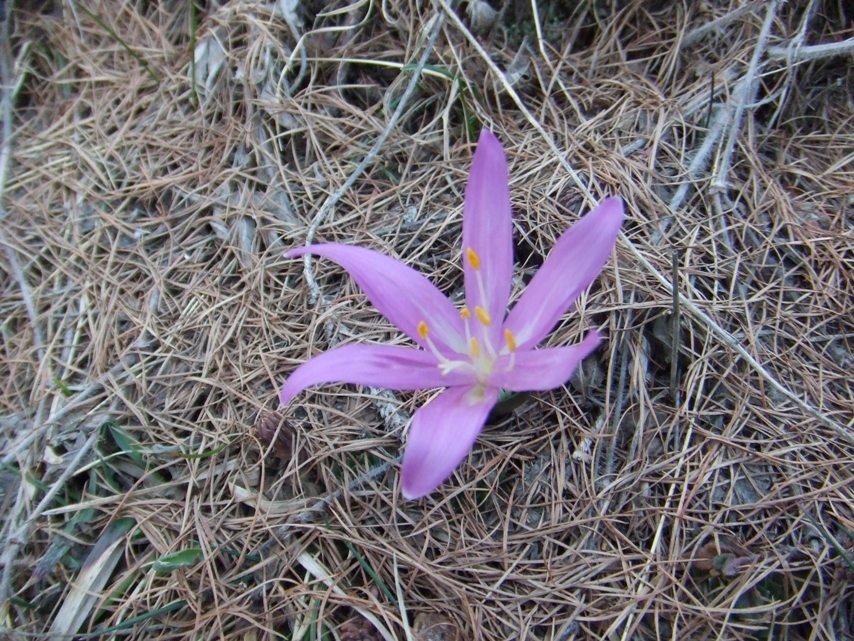 #5 Bulbocodium : Bon Printemps à tous ! Et prenez garde de ne pas confondre avec un crocus.... ;-) Bein oui, ce dernier n Bulbocodium : Bon Printemps à tous ! Et prenez garde de ne pas confondre avec un crocus.... ;-) Bein oui, ce dernier n'a que 3 étamines (les trucs oranges avec les fils blancs)