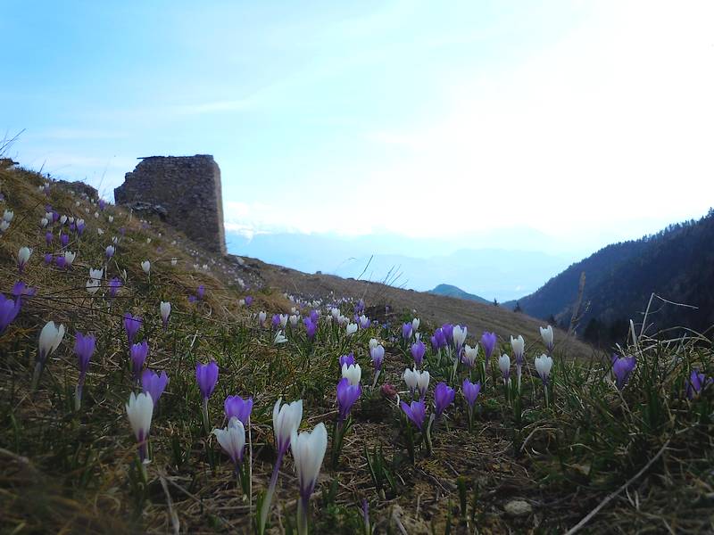 #2 Col des Ayes : Tapis de fleurs Col des Ayes : Tapis de fleurs