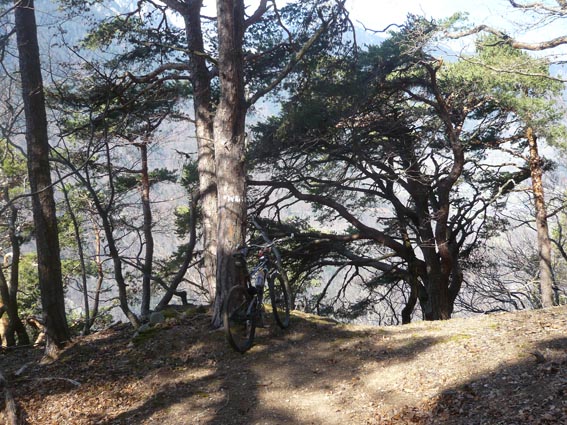 crête de la forêt de Barlet : Pins sylvestre typiques de ce versant sud bien sec