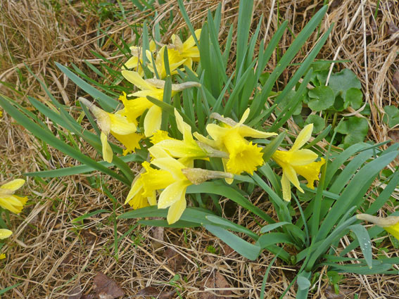 #1 Prairies d Prairies d'Alex : Le pays des jonquilles