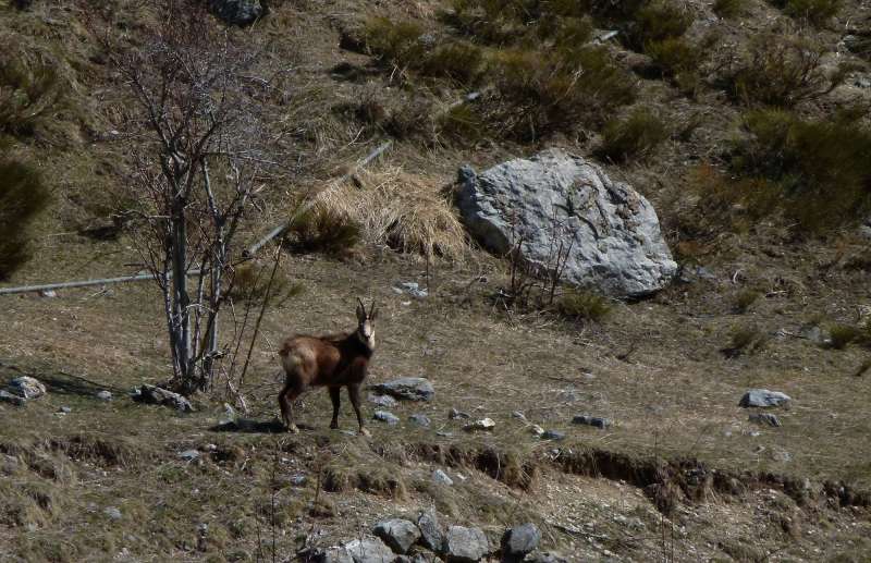 #4 Chamois : J Chamois : J'ai dérangé la quietude de deux chamois. Mais je suis ensuite fait discret.