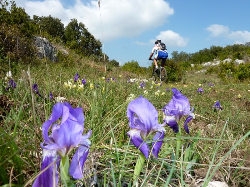 C'est le printemps : La garrigue est en fleur