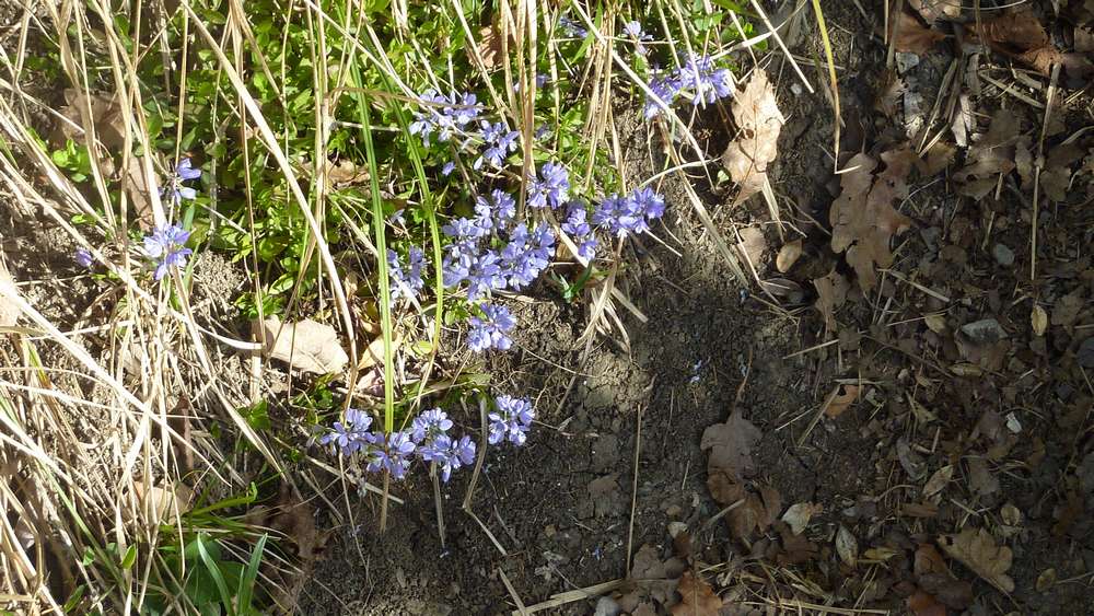 #3 Fleurs : les tulipes sont déjà sorties ! Fleurs : les tulipes sont déjà sorties !