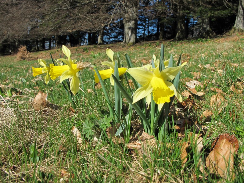 #3 jonquilles : c jonquilles : c'est de saison