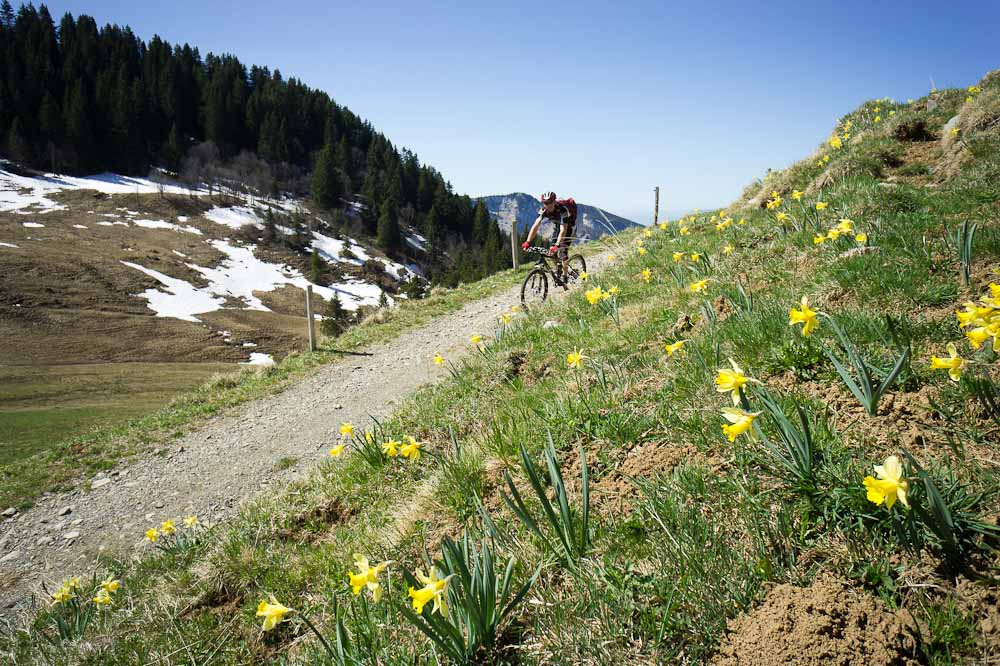 Au milieu des jonquilles