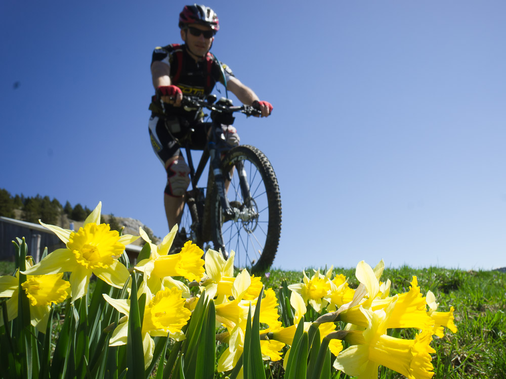 jonquilles