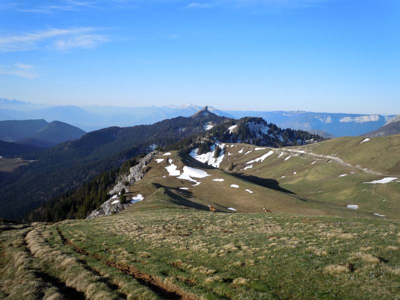 Pinéa : Je voulait juste prendre la Pinéa, mais il y encore des chamois sur la photo