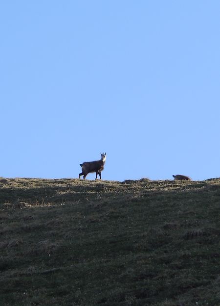 #2 Chamois : C Chamois : C'est qui ce type avec son VTT qui roule dans mon potager.